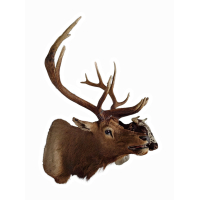 Beautiful XXL stuffed head of a Canadian Wapiti / Elk
