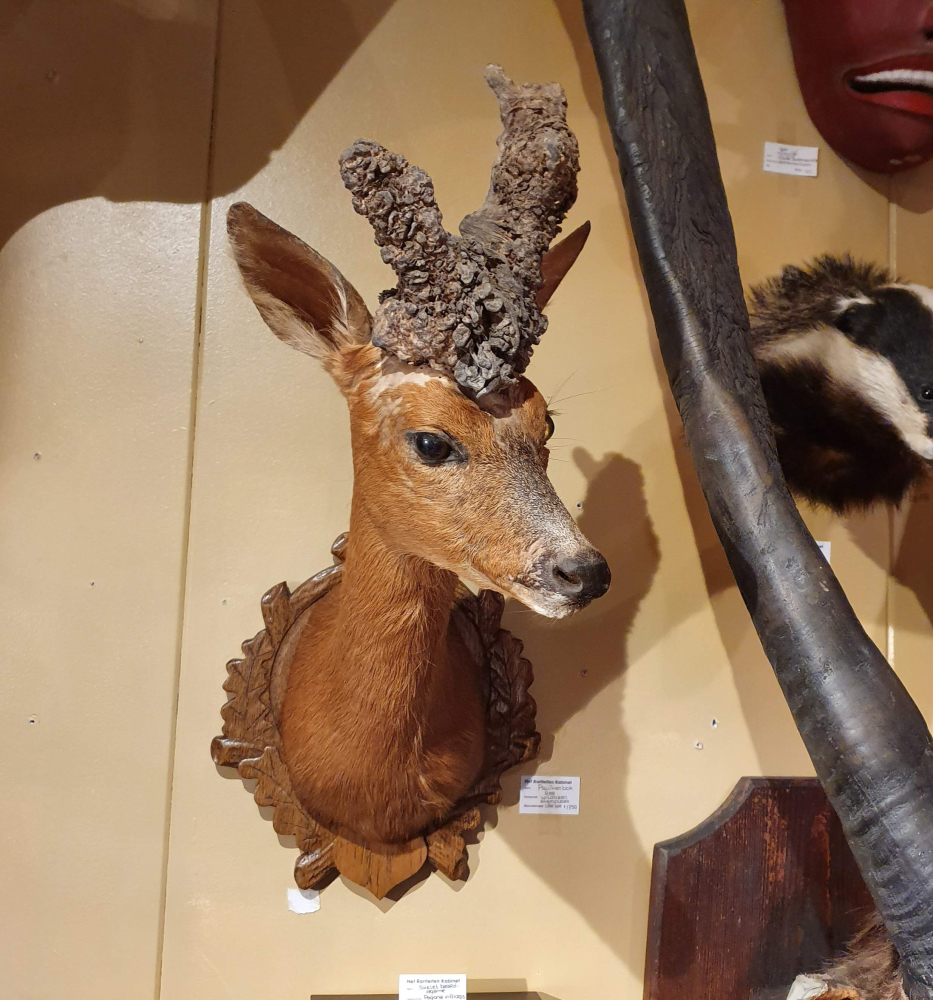 Opgezette Abnormale Reebok Kop Schoudermontage (Pruikenbok)