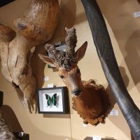 Opgezette Abnormale Reebok Kop Schoudermontage (Pruikenbok)