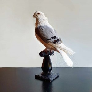 Opgezette duif Op Sokkel Opgezette duif Op Sokkel