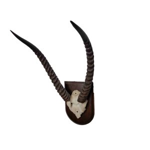 Schedelplaat waterbok Schedelplaat waterbok