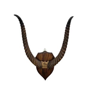 Schedelplaat Puku antilope Schedelplaat Puku antilope