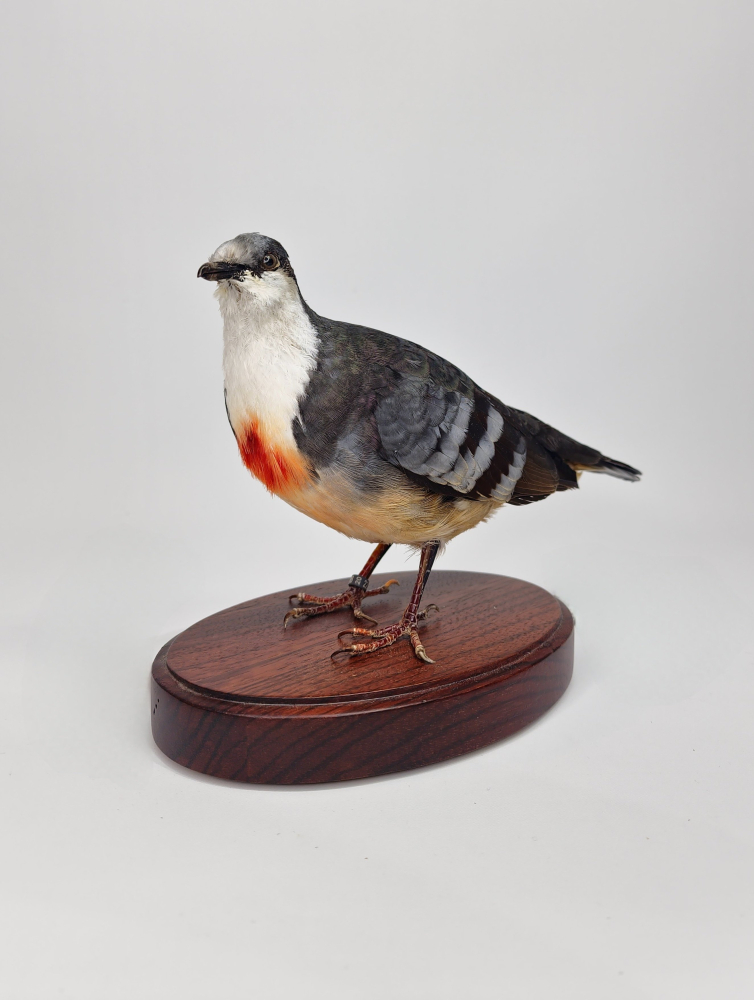 Opgezette Dolksteekduif