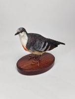 Opgezette Dolksteekduif