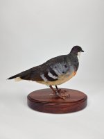 Opgezette Dolksteekduif