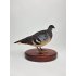 Taxidermie Dolchtaube
