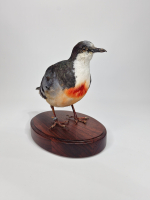 Opgezette Dolksteekduif