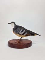 Opgezette Dolksteekduif