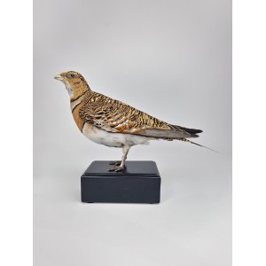 Taxidermy White-bellied Sandgrouse