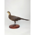 Taxidermy Gray Peacock Pheasant