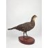 Taxidermy Grauer Pfauenfasan