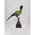 Wunderschöner präparierter weißwangiger Turaco