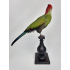 Taxidermy Red-crested Turaco