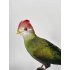 Taxidermy Red-crested Turaco