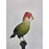 Taxidermy Red-crested Turaco