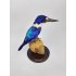Opgezette Macleays ijsvogel