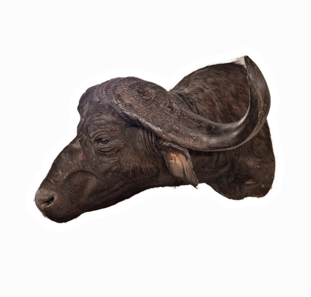 kop schoudermontage kaffer buffel