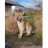 Fantastische opgezette Siberische of Amur tijger, opgezette tijger VERKOCHT!