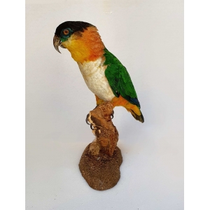 Opgezette Zwartkopcaique Opgezette Zwartkopcaique