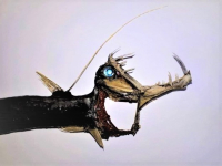 Geconserveerde Diepzeevis, Viperfish