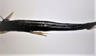 Geconserveerde Diepzeevis, Viperfish