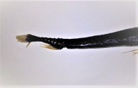 Geconserveerde Diepzeevis, Viperfish